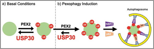 Figure 1. USP30 regulates basal pexophagy.a) Under basal conditions, USP30 and PEX2 work in opposition to maintain peroxisome homeostasis. b) During pexophagy induction, USP30 can no longer maintain low peroxisome ubiquitination, autophagy receptors NBR1 and sequestosome 1 (p62) are recruited to facilitate engulfment by the autophagosome and peroxisomes are lost.