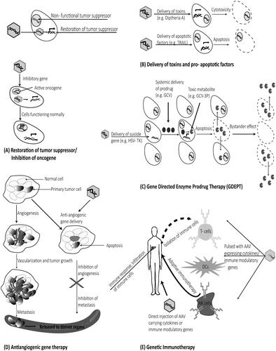Figure 1. Strategies used for gene therapy of HCC. (A) Restoration of tumor suppressor genes or inhibition of oncogenes may restore normal functioning of the tumor cells. (B) Direct administration of recombinant rAAV expressing toxins or apoptotic factors like TRAIL can lead to tumor cytotoxicity and/or apoptosis. (C) GDEPT is a two-step process to induce tumor cell death. Tumor cells are first transduced with rAAV expressing suicide gene followed by systemic administration of prodrug which is metabolized by the transduced cell into a toxic metabolite. (D) Anti-angiogenic gene therapy using AAV vectors can inhibit formation of new blood vessels, ultimately leading to tumor apoptosis and inhibition of metastasis. (E) Delivery of cytokines and immunomodulatory genes either using AAV vector or immune cells transduced with rAAV vectors harboring cytokines (adoptive immunotherapy) to tumor cells triggers an anti-tumor immune response via recruitment of immune cells.