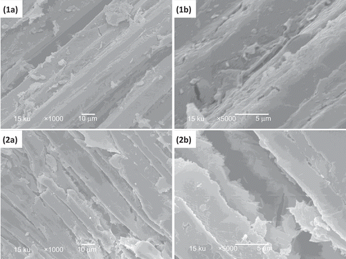 Figure 4. Microstructure observed after hydrolysis enzymatic of raw bagasse (1) and prehydrolyzed bagasse (2) pressurized at 450 MPa with 3% NaOH. (a) 1000× resolution; (b) 5000× resolution.Figura 4. Microestructura observada después de la hidrolisis enzimática de bagazo normal (1) y bagazo prehidrolizado (2) presurizados a 450 MPa con NaOH 3%. (a) 1,000X resolución; (b) 5,000X resolución.