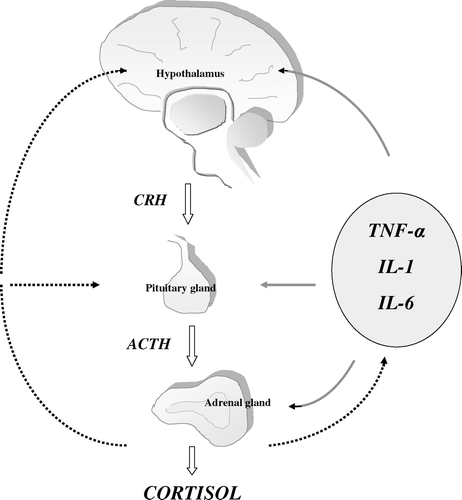 Figure 1.  Schematic diagram illustrating the bidirectional communication between the neuroendocrine and immune systems. Tumour necrosis factor (TNF)-α, interleukin (IL)-1, and IL-6 stimulate the secretion of corticotropin-releasing hormone (CRH) from hypothalamic neurons; at high concentrations or over a prolonged period they may also stimulate the secretion of adrenocorticotrophic hormone (ACTH) from the pituitary gland and cortisol from adrenal cortex. The hypothalamic-pituitary-adrenal axis activity is modulated by a negative feedback system through which the release of CRH and ACTH is suppressed by cortisol itself. Cortisol inhibits the production of all three inflammatory cytokines and also inhibits most of their effects on target tissues. The solid lines indicate stimulation, the dotted lines indicate inhibition.