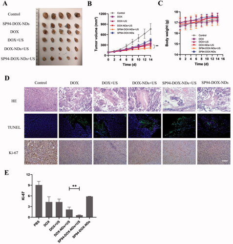 Figure 6. In vivo antitumor effect. (A) Photographs of the tumors removed from the nude mice in different treatment groups. (B) Tumor volume growth (**p < .01). (C) Body weight changes of mice. (D) HE, TUNEL, and Ki-67 staining of tumor sections after different treatments. (TUNEL positive: green) (Ki-67 positive: brown). Scale bar: 50 μm. (E) Quantification of brown areas (Ki-67 positive) using ImageJ according to the image in (D) (**p < .01). Data are expressed as means ± SD (n = 5).