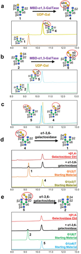 Figure 2. Synthesis of α1–3-Gal-containing mono-β-galactosylated (G1T) Glycans. (a, b) Mono-β-galactosylated glycans (1) and (2) were reacted with α1–3 galactosyltransferase (MBD-α1–3-GalTase) to produce mono-α/β-galactosylated glycans (4) and (5). Overlaid HPAEC-PAD chromatograms show the starting materials and products. (c) HPAEC-PAD traces showing the purified α1–3-Gal-containing glycans (4 and 5) following purification by Hypercarb PGC-HPLC. (d, e) Mono-α-galactosylated (4) and (5) were partially degraded by α1–3,6-galactosidase (black traces) to produce compounds (1) and (2). As a negative control, starting materials were also reacted with β-1,4-galactosidase (red traces), which showed no reactions as expected.