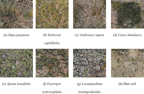 Figure 2. The main native and INW species in our study sites (photographed by the research team using a digital camera in the ground sampling area during field work). The species in pictures (a), (b) and (c) are native species, and those in (c) to (g) are INW species.