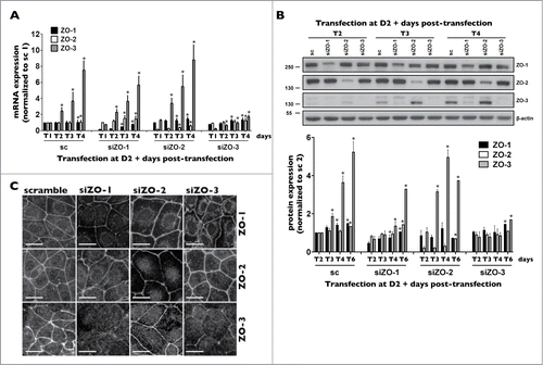 Figure 4. ZO-3 protein expression relies on the presence of ZO-1 in mCCDcl1 cells. (A and B) Cells were transfected 1 day after seeding with siRNA (sc) or siRNA against ZO-1 (siZO-1), ZO-2 (siZO-2) or ZO-3 (siZO-3) and mRNA (A) and protein (B) were isolated 1 - 6 d post-transfection (T1 - T6). Data is represented as fold difference of mRNA expression over values obtained in cells transfected with scrambled siRNA at T1 (for mRNA analysis) or at T2 (for protein analysis) and is expressed as the mean ± SEM of 4 independent experiments. Significant change of expression (P ≤ 0.05) within a same experimental group is depicted by an asterisk. (C) Confocal z-stacks of ZO-1, ZO-2 and ZO-3 depicting their expression in cells transfected with either scrambled siRNA, siZO-1, siZO-2 or siZO-3 at T3. One of 3 similar experiments is shown. Bar, 10 μm.