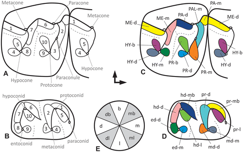 Figure 2. (A, B) Schematic illustration of the wear facets on the upper and lower first molar surfaces of a stem equid after Butler (Citation1952). (C, D) The same facet pattern translated into the new modular facet system and coloration of the matching antagonistic facet pairs. (E) Circle of directions for the positional module of the Modular Wear Facet Nomenclature.