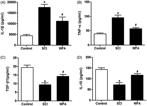 Figure 5. WFA alleviated inflammatory responses in SCI mice. ELISA was performed to determine the expression of (A) IL-1β, (B) TNF-α, (C) TGF-β1 and (D) IL-10 in SCI mice treated by saline alone or WFA. *p < 0.05, compared with control mice; #p < 0.05, compared with SCI mice.