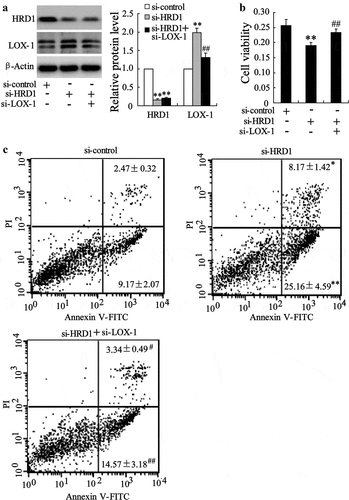 Figure 5. LOX-1 is required for endothelial cell apoptosis induced by HRD1 downregulation. Human umbilical vein endothelial cells (HUVECs) were transfected with si-HRD1 or si-HRD1 plus si-LOX-1 for 48 h, followed by measurement of HRD1 and LOX-1 expression (a), cell viability (b), and HUVEC apoptosis (c). Values are means ± SD and are representative of three individual experiments. *P < 0.05 and **P < 0.01, compared to si-control. #P < 0.05 and ##P < 0.01, compared to si-HRD1.