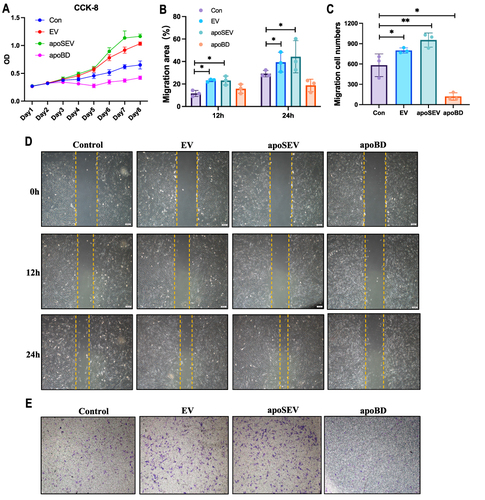 Figure 4 apoSEV promoted the proliferation and migration of HDFs. (A) The effects of apoSEV, EV and apoBD on HDFs proliferation under high glucose conditions was examined by CCK8 assay. (B and D) Representative images showcasing the wound closure progress of HDFs in various experimental groups, as determined through the cell scratch assay at the 12-hour and 24-hour time points (D). Statistical analysis of migration area (%) in scratch assay (B). Scale bar = 200 μm. (E and C) Representative images of transwell migration assay of HDFs in different groups (E). Statistical analysis of migrated number of HDFs in transwell assay (C). The data in the figures represent the mean ±SD. Significant differences between groups are indicated as * P< 0.05; ** P < 0.01.