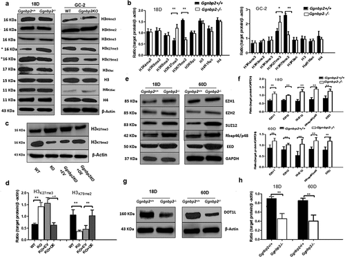 Figure 6. GGNBP2 controlled patterns of histone modification.