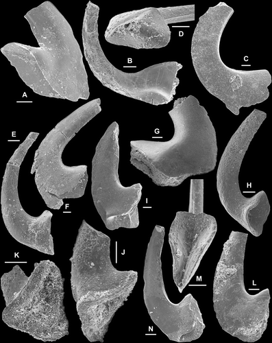 Fig. 5 Drepanodus arcuatus Pander, 1856. A, M element, AMF.134999, THH12, anterior view (IY120–014). B–C, Sa element; B, AMF.135000, YTH13, lateral view (IY62–006); C, AMF.135001, THH12, lateral view (IY120–032). D–E, Sb element, AMF.135002, AFI976, D, basal view (IY120–034), E, outer lateral view (IY120–035). F–G, Sc element; F, AMF.135003, AFI980, inner lateral view (IY120–038); G, AMF.135004, WHC36, outer lateral view (IY121–012). H, Sd? Element, AMF.135005, YTH23, outer lateral view (IY121–033). I–K, Pa element; I, AMF.135006, AFI980, outer lateral view (IY121–001); J–K, AMF.135007, AFI982, J, outer lateral view (IY55–037), K, basal view (IY55–036). L–N, Pb element; L, AMF.135008, THH10, outer lateral view (IY119–066); M–N, AMF.135009, AFI976, M, basal view (IY120–016), N, outer lateral view (IY120–017). Scale bars=100 μm.