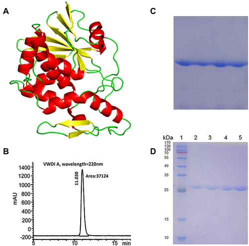 Figure 1 Diagram of the tertiary structure of α-MMC and results of the quality inspection of α-MMC protein samples. (A) Schematic diagram of the tertiary structure of α-MMC; (B) HPLC chromatogram of α-MMC protein samples confirming >97% α-MMC purity; (C) analysis of α-MMC homogeneity by native PAGE; (D) analysis of α-MMC purity and relative size by SDS–PAGE. Lane 1 is a protein molecular weight marker; lanes 2, 3, 4, and 5 are four consecutive batches of α-MMC samples, showing a molecular weight of approximately 28 kDa.