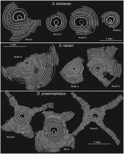 Figure 23. Comparison of embryon and equatorial chamberlets in Discocyclina kutchensis, D. nandori and D. praeomphalus from the Drazinda Formation.