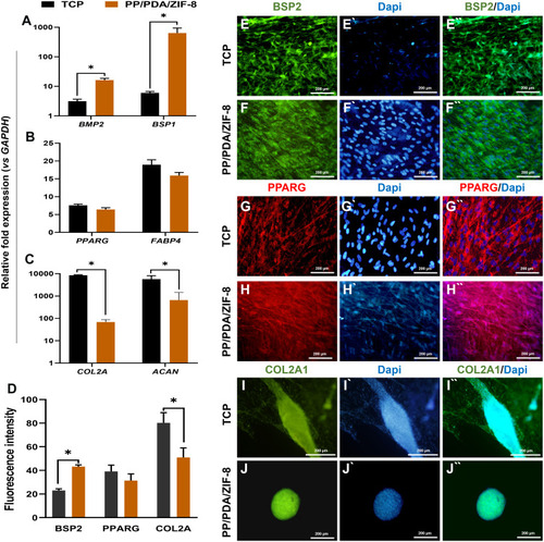 Figure 4 Multilineage differentiation potential of DPSCs on the ZIF-8 modified substrate. Evaluation of the multilineage differentiation potential of DPSCs cultured on PP/PDA and PP/PDA/ZIF-8, and TCP substrates at mRNA level, after three weeks induction. Osteo-, adipo-, and chondrogenesis were assessed respectively via measurement of the relative expression of (A) BSP1 and BMP2, (B) FABP4 and PPARG, and (C) COL2A1 and ACAN compared to pre-treated cells (Day 0). Data represented as mean ± SEM from three independent experiments, * p<0.05. (D) The quantitative analysis of fluorescence intensity of immunostaining assay for lineage-specific markers (BSP2: Osteoblasts; PPARG: Adipocytes; COL2A1: Chondrocytes) in the level of protein at the end of 21 days induction time for DPSCs cultured on TCP and PP/PDA/ZIF-8. The representative images of stained DPSC for (E, F) BSP2, (G, H) PPARG, and (I, J) COL2A1. In all images, nuclei were stained in blue with DAPI. Scale bar is 200 µm.