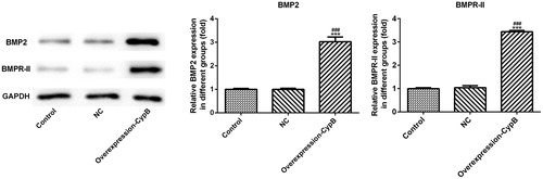 Figure 3. Expression levels of BMP2 and BMPR-II, evaluated by western blot, in MC3T3-E1 cells with or without cyclophilin B overexpression. Note: CypB, cyclophilin B; NC, negative control (non-transfected cells). ### P < 0.001 vs. NC; ***P < 0.001 vs. control.