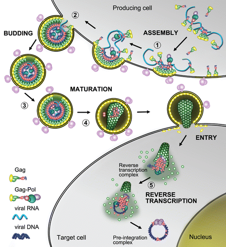Figure 1 NC's involvements in HIV-1 replicative cycle. (1) Gag proteins are first produced and migrate through the cytoplasm towards the vicinity of the cellular membrane. N-terminal MA domains of Gag bind to the lipid raft domains of the cellular membrane while the C-termini project into the cytoplasm and bind viral RNA through their NC domains. Gag binding initiates at the Ψ RNA region ensuring viral RNA dimerization, which then acts as a nucleation point to aggregate other Gag and Gag-Pol units though Gag-Gag interactions and NC/RNA binding (MA/RNA binding has also been proposedCitation62–Citation64). Viral RNA capture competes with the translational and/or mRNA docking apparati whereas other viral components are loaded onto Gag such as Vpr. (2) RNA scaffolding and Gag-Gag interactions mediate assembly of the particle which subsequently buds from the cell as an immature and imperfect particle. (3) Contacts between Gag-Pol precursors drive PR dimerization/autoactivation, which initiates virus maturation. (4) Sequential proteolytic events of Gag and Gag-Pol by PR and the self-assembly capabilities of the cleavage products (MA, CA, NC) reorganize the viral core, generating a mature particle. Maturation results in NC/RNA complex (i.e., the nucleocapsid) condensation at the center of the core where NC chaperone activity modulates RNA tertiary and quaternary structures. (5) After entry of the HIV-1 particle into the cytoplasm of a newly infected cell, RT catalyses viral DNA synthesis in the context of a ribonucleoproteic complex where NC proteins accelerate the strand transfers required for (−) and (+) strand synthesis. Viral dsDNA synthesis proceeds with a complete remodeling of the capsid and its contents, which are ultimately converted into a pre-integration complex, depleted of most of the NC initially bound to the viral RNA.