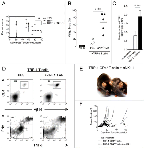 Figure 2. NK1.1+ cell depletion enhances survival and autoimmune vitiligo, increases the effector function of TRP-1 CD4+ T cells, and prevents recurrence of melanoma. (A) Percent survival for each of the aforementioned experimental groups was plotted as a function of time post tumor inoculation. *, p < 0.05. (B) Percent of body area affected by vitiligo was determined for each experimental group 35 d post tumor inoculation, *, p < 0.05. (C) 17–21 d post tumor inoculation, spleens were harvested from animals in each experimental group, made into a single cell suspension, and stained with anti-CD4. The absolute number of CD4+ T cells isolated from each spleen was determined, p < 0.05. (D) Splenocytes were stained for the indicated markers. (E) Mice receiving anti-NK1.1 in addition to ACT experienced patchy, irregular, vitiligo earlier than animals receiving ACT alone. (F) Tumor areas from each experimental group plotted as a function of time show that animals receiving anti-NK1.1 in addition to ACT experience tumor relapse at a significantly lower rate than animals receiving ACT alone, p < 0.05.