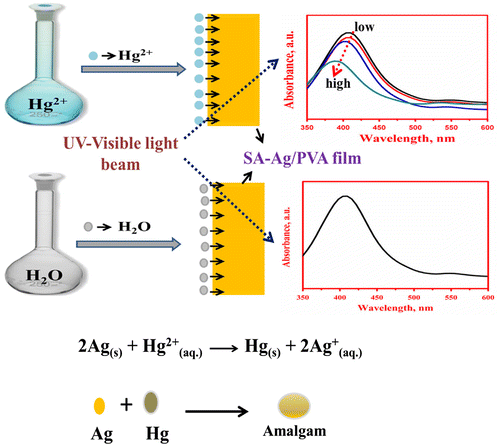 Figure 13 Schematic representation of sensitive changes of SA–Ag/PVA nanocomposite thin films by Hg2+Citation185