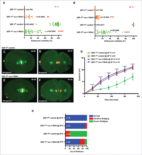 Figure 3. Cohesin depletion rescues chromosome segregation defects caused by SEP-1PD::GFP. (A, B) Partial cohesin depletion significantly rescues the SEP-1PD::GFP embryonic lethality at both 20°C and 25°C (n = singled worm number: total embryo count). (C-F) Chromosome segregation defects were significantly alleviated after partial depletion of scc-1 in homozygous SEP-1PD::GFP (green) embryos (DNA in red). (G) Distance between separating sister chromatids during anaphase in SEP-1WT::GFP or SEP-1PD::GFP control or with scc-1 (RNAi). (H) Percentage of embryos displaying normal chromosome separation (blue), slight bridging chromosomes (red) or severe chromosome bridges (green) during the first mitosis in embryos expressing SEP-1WT::GFP or SEP-1PD::GFP with and without scc-1 (RNAi) treatment (n = number of embryos imaged). Scale Bars, 10 μm. P-values: ** = <0.01; *** = <0.001; **** = <0.0001 (t-test). Error bars indicated standard deviation of the mean.