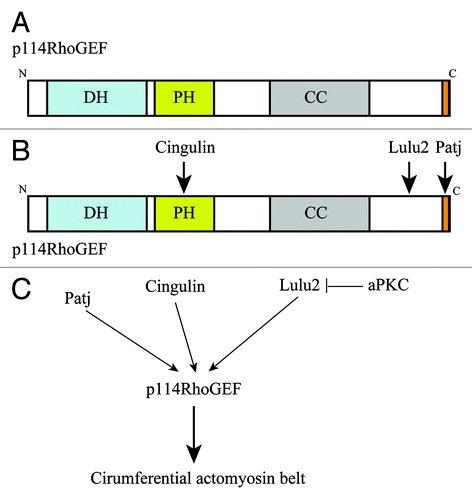 Figure 3. p114RhoGEF is activated by Lulu2. (A) p114RhoGEF has Dbl homology and pleckstrin homology (PH) domains, which are necessary for its catalytic activity, followed by a coiled-coil region and a PDZ domain-binding motif in its C-terminal tail. (B) p114RhoGEF interacts with cingulin via the PH domain, Lulu2 via C-terminal portion, and Patj via the PDZ domain-binding motif in its C-terminal tail. (C) Cingulin and Patj anchor p114RhoGEF at apical cell-cell boundaries. Lulu2 interacts with and activates p114RhoGEF. aPKC inhibits Lulu2. This molecular system regulates the circumferential actomyosin belt.