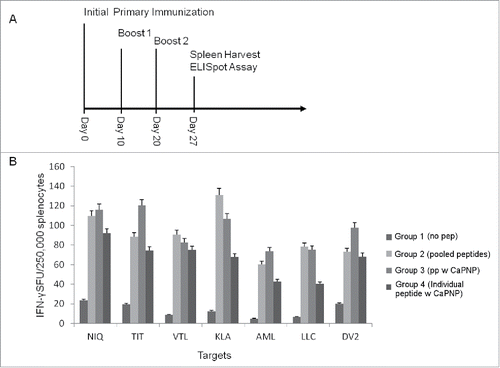 Figure 1. (A) Immunization scheme for vaccine injections. Timeline for mice immunization and sample analysis for CTL responses generated in vivo using HLA-A2+ transgenic mice. All the in vivo experiments were performed with the protocol depicted. (B) DV specific CaPNP/multipeptide formulation stimulate CD8+ T cell activation in vivo. Mice were grouped (n = 3) as: 1) unimmunized (PBS control); 2) pooled peptide emulsified in ISA 51; 3) CaPNP/multipeptide formulation with GlcNAc; or 4) pooled formulations of CaPNP/individual peptides with GlcNAc. Spleens were harvested and splenocytes were isolated then co-cultured with HepG2 targets pulsed with either individual peptides (peptides depicted as the first 3 residues: NIQ, TIT, VTL, KLA, AML, LLC) or infected with DV2 for use in the ELISpot assay. Data represented as mean ± S.D (n = 3) of SFU per 2.5 × 105 splenocytes.