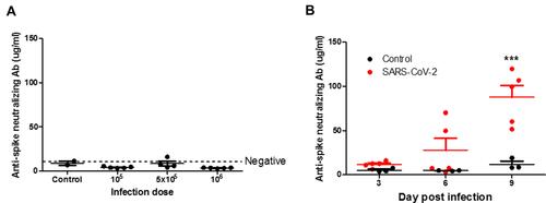 Figure 6 Anti-spike neutralizing antibody in SARS-CoV-2-infected hamsters. (A) Syrian hamsters aged 6 to 8 weeks (n=5 for SARS-CoV-2, and n=3 for non-infected control) were infected with 105, 5×105, and 106 TCID50 of SARS-CoV-2 on day 0. Anti-spike neutralizing antibody of plasma was detected by ELISA following the manufacturer’s protocol. Differences among groups were determined using one-way ANOVA with a Tukey post hoc test, P>0.05, no significant among all groups. (B) Syrian hamsters aged 6 to 8 weeks (n=5 for SARS-CoV-2, and n=3 for non-infected control) were infected with 5×105 TCID50 of SARS-CoV-2 on days 3, 6, and 9. Anti-spike neutralizing antibody of plasma was detected by ELISA following the manufacturer’s protocol. Differences among groups were determined using two-way ANOVA with a Bonferroni post hoc test (***P < 0.001, control vs SARS-CoV-2 at 9 d.p.i.).