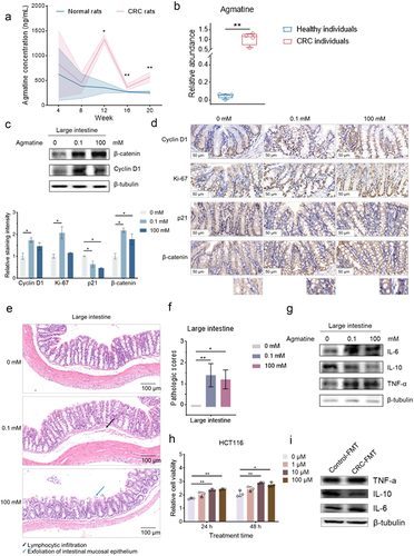 Figure 4. Promotion of inflammation by the gut metabolites to induce colorectal carcinogenesis.