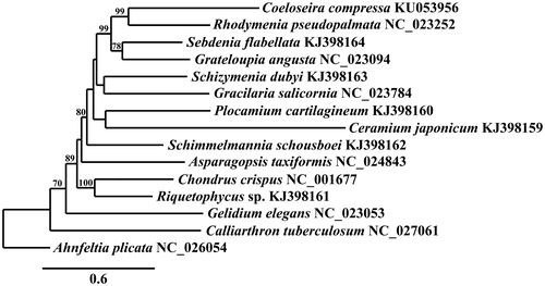 Figure 1. Maximum-likelihood phylogram of representative Florideophyceaen mitogenomes. Numbers along branches are RaxML bootstrap supports based on 1000 nreps (<70% support not shown). The legend represents the scale for nucleotide substitutions.