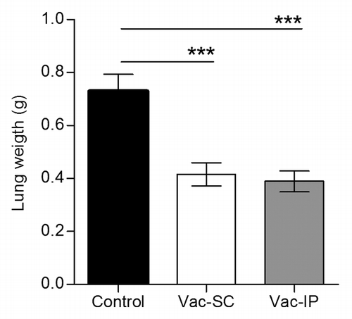 Figure 1. Irrespective of the route of administration the anti-metastatic effect of the NGcGM3/VSSP vaccine (in a spontaneous lung metastases murine model) is similar. C57BL/6 mice were inoculated with 3LL-D122 cells (2 x 105/mouse) into the right hind footpad, and treated twice with the NGcGM3/VSSP vaccine (Vac), either subcutaneous (Vac-SC) or intraperitoneal (Vac-IP), 7 and 21 d after tumor inoculation. Control mice were injected with PBS. Vac treated animals had significantly fewer pulmonary metastases measured as lung weight, relative to control group. Differences were not observed between the 2 routes (P > 0.05). Column bars represent mean values and error bars correspond to standard errors. The P value was calculated with ANOVA and the Tukey multiple comparison tests (***P < 0.001).