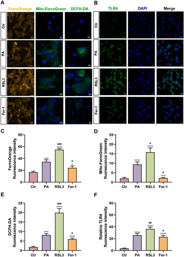 Figure 3. The effects of PA, RSL3 and Fer-1 on iron metabolism, ROS and the inflammatory factors expression. (A) The staining results of intracellular and mitochondrial Fe2+ and ROS of the four groups, manifested by FerroOrange (yellow), Mito-FerroGreen (green), DCFH-DA (green) and DAPI (blue). Scale bar = 10 μm (FerroOrange staining) or 5 μm (Mito-FerroGreen and DCFH-DA staining). (B) The immunofluorescence staining results of inflammatory factors TLR4 of the four groups. Green stands for TLR4 expression, while blue stands for DAPI. Scale bar = 20 μm. (C–F) Summarized data of immunofluorescence staining of FerroOrange (C), Mito-FerroGreen (D), DCFH-DA (E) and TLR4 (F) in the four groups. The values are presented as means ± SD. n = 6 in each group. * p < .05, *** p < .001, **** p < .0001, when compared to the Ctr group; # p < .05, ## p < .01, ### p < .001, when compared to the PA group.