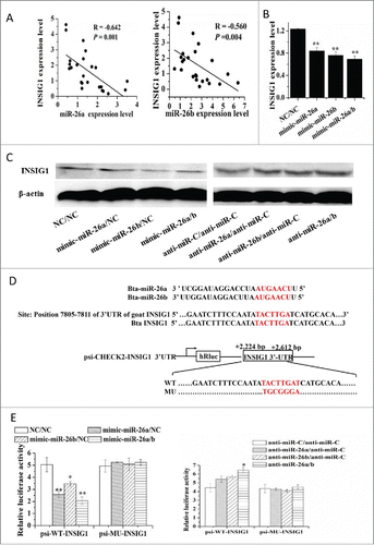 Figure 4. MiR-26 family targets INSIG1. (A) The correlation between expression level of miR-26a/b and INSIG1 in 24 mid-lactation mammary gland tissue samples. (B) Regulation of INSIG1 mRNA level by miR-26a/b mimic. (C) Regulation of INSIG1 protein level by miR-26a/b mimic and inhibitor. (D) MiR-26 family site in INSIG1 3’UTR and the construction of the luciferase (Luc) expression vector fused to the INSIG1 3’UTR. Bta: Bovine; WT, Luc reporter vector with the WT INSIG1 3’UTR (2224 bp to 2612 bp); MU, Luc reporter vector with the mutation at miR-26 family site in INSIG1 3’UTR. (E) Induction or suppression of Luc activity with the WT or MU of the INSIG13’UTR by miR-26 family mimic or inhibitor. GMEC were co-transfected with 120 nM oligonucleotides (60 nM each), WT and MU. The Luc activity was measured at 48 h posttransfection. All experiments were performed in triplicate and repeated 3 times (n = 9). Values are presented as mean + SEM, *, P < 0.05; **, P < 0.01.