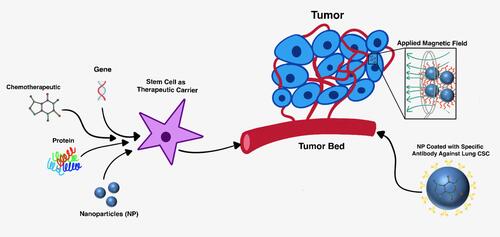 Figure 1 Therapeutic carrier models for cancer treatment. (Left) Cancer stem cells (CSCs) loaded with therapeutic cargo can be transplanted or delivered to site of tumor formation (tumor bed). (Right) Nanoparticles (NPs) targeting the CSCs can deliver chemotherapeutic payload and induce hyperthermia with an external applied magnetic field (AMF).