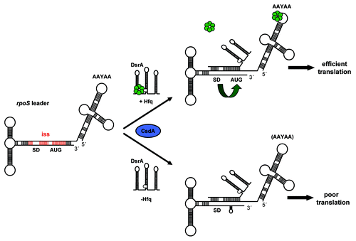 Figure 6. Working model for translational activation of rpoS mRNA at low temperature. The rbs of rpoS mRNA is masked by an iss (in red). In the presence of Hfq (upper scheme) the sRNA DsrA is bound and stabilized by Hfq.Citation4,Citation18,Citation24 CsdA (blue oval) is required for DsrA·rpoS duplex formation,Citation20 which leads to opening of the iss and in displacement of Hfq from DsrA.Citation26 Hfq bound to A-rich segments in the rpoS leader (AAYAA) promotes DsrA·rpoS annealingCitation24 and restructuring of rpoS mRNA into a translationally competent conformer (green bent arrow), which, in turn, permits efficient rpoS translation. In the absence of Hfq (lower scheme), DsrA·rpoS duplex formation occurs when dsrA is overexpressed. However, in the absence of Hfq, rpoS is poorly translated because the local secondary structure within the immediate coding region is not efficiently resolved. The Shine-Dalgarno (SD) sequence and start codon (AUG) in rpoS mRNA are highlighted, Hfq is shown in green.