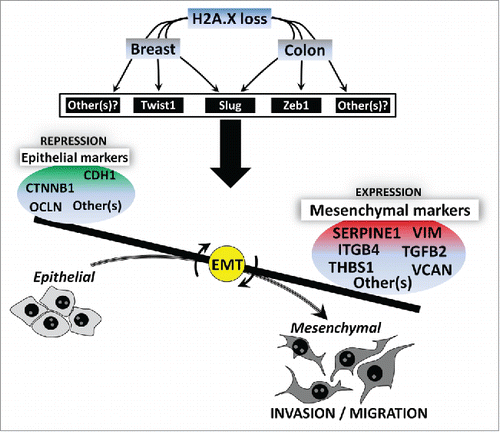 Figure 4. Hypothetical model for the role of H2A.X in EMT. H2AX loss leads to the activation of EMT program in epithelial cells (colon and breast cells) through a set of key EMT-related transcription factors. Slug and Zeb1 are prefenrentially activated in colon cells whereas Twist1 and Slug seem to be critical in breast cells. Additional EMT-related transcription factors may also encounter for the role of H2A.X in EMT. Upon H2A.X loss, cells undergo phenotypic changes through the upregulation of key mesenchymal genes including VCAN, THBS1, TGFB2, ITGB4, SERPINE1, while several epithelial genes including CDH1, CTNNB1, OCLN among others are repressed. Cells then acquire increased ability for migration and invasion.