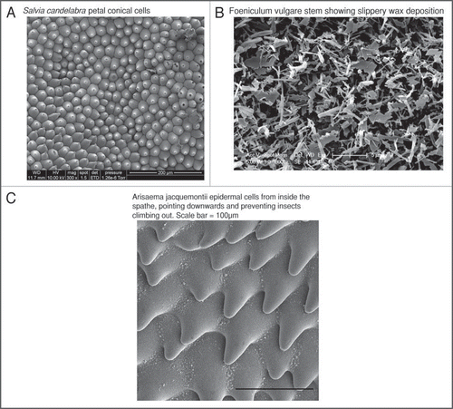 Figure 1 (A) Salvia candelabra petal conical cells. (B) Foeniculum vulgare stem showing slippery wax deposition. (C) Arisaema jacquemontii epidermal cells from inside the spathe, pointing downwards and preventing insects climbing out. Scale bar = 100 µm.