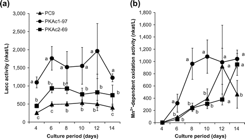 Fig. 4. Time course studies of Lacc (a) and Mn2+-dependent oxidation (b) activity.