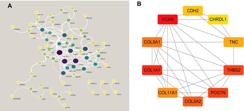 Figure 4 PPI network and hub genes identified by cytoHubba plug-in of Cytoscape. (A) PPI network. (B) hub genes.