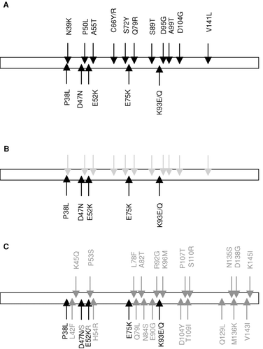 FIG. 1 Mutations present in clones selected from indicated libraries. IL-1Ra mutant libraries were generated by random mutagenesis and/or FIND® recombination and expressed protein libraries were analyzed in reporter assay. Indicated mutations were present in clones selected from the randomly mutated library (A), first FIND® library (B) and the second FIND® library (C). Grey indicates mutations present in the starting material but absent in selected clones (A) and green indicates mutations that were introduced by random mutagenesis (C).