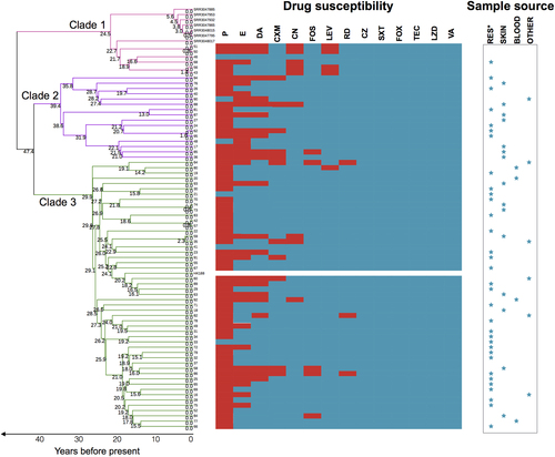 Fig. 3 Antibiotic resistance of ST188 isolates from different sources of infection.Branches are colored by different clades and scaled with time (years). See Supplementary Figure 3 for further information about the time scale of the emergence of ST188. The splits represent the resistance (red) or sensitivity (blue) to antibiotics. Sample sources are denoted by blue stars