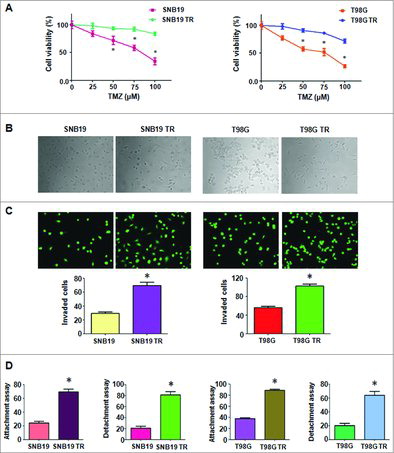 Figure 1. TMZ-resistant cells exhibited EMT phenotype. A. MTT assay was conducted in parental and TMZ-resistant glioma cells. * P<0.05 vs TR cells. B. Cell morphology was observed by microscopy in parental and TMZ-resistant cells. C. Top panel: Invasion assay was performed to measure the invasive capacity in parental and TMZ-resistant glioma cells. Bottom panel: Quantitative results are illustrated for top panel. * P<0.05 vs control. D. Cell attachment and detachment assays were assessed in parental and TMZ-resistant cells. * P<0.05 vs control.