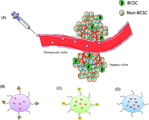 Figure 4. Potential nanocarrier systems for efficient targeting of BCSCs. (A) Nanocarriers serve as vehicles for therapeutic agents and increase drug accumulation in tumour tissues via EPR effect. (B) Surface modification of nanocarriers using suitable ligand can reduce off-target effects. (C) Stimuli-responsive nanoparticle systems, which are activated upon exposure to tumour microenvironment may further enhance the accumulation of drugs and also increase cellular internalisation. (D) Nanocarrier systems for co-delivery of dual drugs can improve therapeutic efficacy by simultaneous targeting of both BCSCs and non-BCSCs.