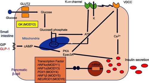 Figure 1 Expression of maturity-onset diabetes of the young (MODY)-causative genes in pancreatic β-cells and mechanism of insulin secretion.