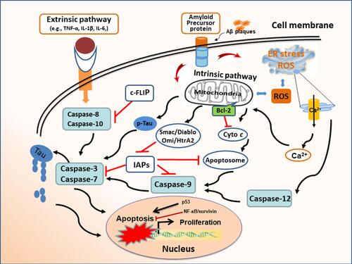 Figure 1 Apoptosis mechanism in Alzheimer’s disease. Extracellular Aβ proteins and inflammatory cytokines (eg, TNF-α, IL-1β) can cause neuronal apoptosis through membrane receptors. The interruption of intracellular homeostasis induces apoptosis via intrinsic pathway as evidenced by oxidative stress and the hyperphosphorylated aggregates of microtubule-associated protein Tau in neurofibrillary tangles. The release of cytochrome c leads to apoptosome formation, which results in caspase activation and subsequent apoptosis. Pro-survival Bcl-2 proteins block the mitochondrial pathway of apoptosis. Endoplasmic reticulum (ER) stress induces apoptosis by initiating calcium-signaling and caspase activation. Inhibitors of apoptosis proteins (IAPs) regulate apoptosis by binding and inhibiting caspases. Mitochondrial Smac/Diablo and Omi/HtrA2 can bind to IAPs to facilitate caspase activation and apoptosis.