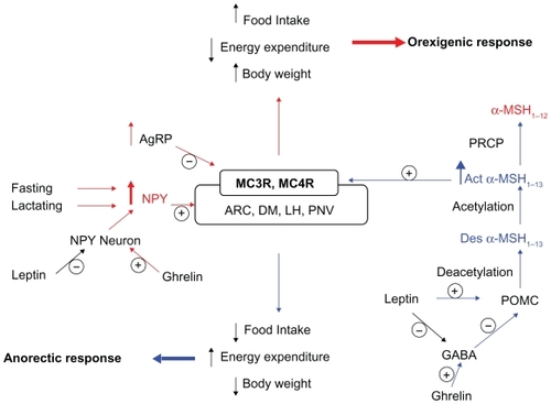 Figure 2 The role of the hypothalamus in food intake and metabolism.