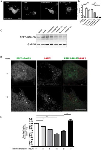 Figure 6. Trehalose induces lysosome membrane permeability. NSC34 cells were transfected with a plasmid encoding EGFP-LGALS3, and treated with 100 mM trehalose for different time periods or with 0.3 mM LLOMe for 1 h as a positive control. (a) Fluorescence microscopy analysis on cells treated with trehalose for 2 or 6 h, or with LLOMe (63X magnification). Scale bar: 10 μm. (b) The bar graph shows the quantification of percentage of cells with > 3 EGFP-LGALS3 puncta after trehalose treatment at different time points; the fields were randomly selected and at least 100 cells for each sample were counted (n = 3). (** p < 0.005, *** p < 0.001, one-way ANOVA with Tukey’s test.) (c) WB analysis of EGFP-LGALS3 protein levels, GAPDH was used as a loading control (d) Cells treated as in A and labeled with anti-LAMP1 (red) to visualize lysosomes were analyzed by STED microscopy. Arrows point to examples of EGFP-LGALS3 (green)-positive lysosomes. Scale bar: 10 μm (e) Cytofluorimetric analysis performed on NSC34 cells treated with trehalose for different time periods, and labelled with LysoTracker Green. Mean fluorescence intensity was measured (n = 4) (*** p < 0.001, one-way ANOVA with Tukey’s test).