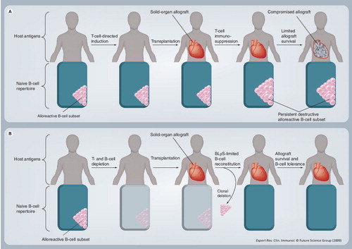 Figure 5. Mainstay immunosuppression versus repertoire remodeling in solid organ transplantation.(A) After standard immunotherapy, the alloreactive B-cell subset persists, producing donor-specific antibodies, and ultimately causing chronic allograft rejection. (B) In the B-cell repertoire remodeling scenario, the alloreactive B-cell subset of the pre-immune B-cell repertoire is eliminated after B-cell depletion therapy. Induction T-cell depletion therapy is also given. Following transplantation, the B-cell repertoire undergoes reconstitution in the presence of alloantigens permitting clonal deletion of the alloreactive subset under B-lymphocyte stimulator-limiting conditions. In the absence of donor-specific B cells, allograft survival may improve.