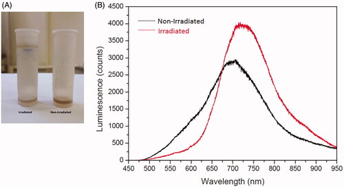 Figure 2. (A) Visual comparison between the irradiated (198Au25(Capt)18 gold nanoclusters) and non-irradiated (Au25(Capt)18 gold nanoclusters), showing no visual change. (B) photoluminescence analysis showing that irradiated sample have changed the behaviour.