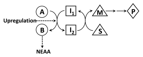 Figure 1. Proposed Parametabolic Regulation by NEAA Metabolism This cartoon is a representation of a generic parametabolic scheme. The conversion of A to B yields a non-essential amino acid and this step may be upregulated by cancer reprogramming. I1 and I2 are in a metabolic interlock with the conversion of S to M, which is then used for epigenetic modification of DNA or chromatin. For example, if A is serine and B is glycine, the reaction is coupled to the conversion of tetrahydrofolate (THF) to 5,10-methylene THF, which as 5-methyl THF, transfers methyl groups to homocysteine forming methionine. In the presence of ATP, S-adenosylmethionine is formed for DNA methylation. In another example, if pyrroline-5-carboxylate, A, is converted to proline, B, NADH, I1, is oxidized to NAD+, I2, which can accept acetyl groups hydrolyzed from histone lysines by sirtuins to form acetyl-ADP-ribose.