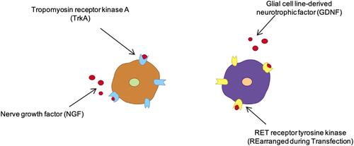 Figure 4 Peptidergic and non-peptidergic nociceptor differentiation.