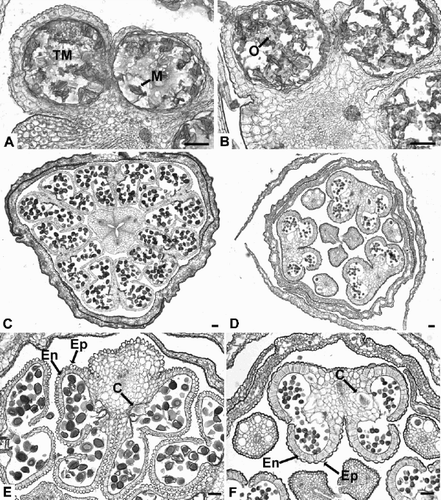 Fig. 4. Bromeliaceae anthers in cross section (LM). A. Orthophytum vagans, degenerating tapetal cells inside the locule. B. Aechmea conglomerata, possible orbicules on the microspores. C. Tillandsia dura, mature anthers. D. Brocchinia reducta, stamens in two whorls. E. Guzmania madisonii, introrse longitudinally dehiscent anthers. Anther walls consist of two cell layers (arrowed). Note papillate epidermis and presence of crystals. F. Brocchinia reducta, mature anthers consist of two layers, a spirally thickened endothecium and a papillate epidermis. C=crystals, En=endodermis, Ep=epidermis, M=microspore, O=possible orbicule, TM=tapetal material. Bars – 50 μm.