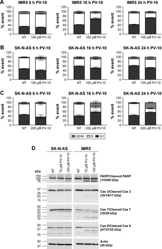 Figure 4 PV-10 decreases the percentage of cells in S phase of the cell cycle and induces cell death by apoptosis.Notes: (A) Neuroblastoma cell line IMR5 was treated with either PBS (vehicle control) or 100 µM PV-10 for 6, 16, or 24 hours, fixed in ethanol, stained with DAPI, and analyzed by flow cytometry to detect cell cycle phase. Mean percentages of cells in G1, S, or G2/M phase of the cell cycle were calculated from three separate experiments and standard errors of the means are shown. (B) Neuroblastoma cell line SK-N-AS was treated with either PBS (vehicle control) or 100 µM PV-10 for 6, 16, or 24 hours, fixed in ethanol, stained with DAPI, and analyzed by flow cytometry to detect cell cycle phase. Mean percentages of cells in G1, S, or G2/M phases of the cell cycle were calculated from three separate experiments and standard errors of the means are shown. (C) Neuroblastoma cell line SK-N-AS was treated with either PBS (vehicle control) or 200 µM PV-10 for 6, 16 or 24 hours, fixed in ethanol, stained with DAPI, and analyzed by flow cytometry to detect cell cycle phase. Mean percentages of cells in G1, S, or G2/M phase of the cell cycle were calculated from three separate experiments and standard errors of the mean are shown. (D) Neuroblastoma cell lines SK-N-AS and IMR5 were treated with either PBS (vehicle control) or 75 or 100 µM PV-10 for 24 hours. Total cell lysates were prepared and analyzed by Western blotting to detect the levels of total and cleaved PARP, caspase 3, caspase 7, and caspase 9. Actin was used as a loading control. Molecular masses are indicated in kilodaltons. Data presented are representative of three separate experiments.